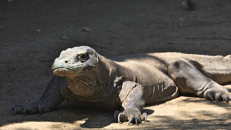 Komodo National Park: Dragons and Islands in Indonesia