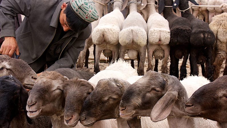 Kashgar: Fat Bottomed Sheep, You Make the Rockin’ World Go Round