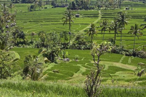 A Guide to Visiting Jatiluwih Rice Terraces in Bali, Indonesia