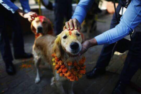 why do we celebrate kukur tihar