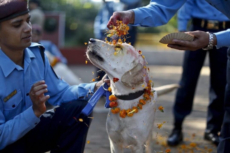 Kukur Tihar (Kukur Puja) the Nepalese Festival that Celebrates Dogs