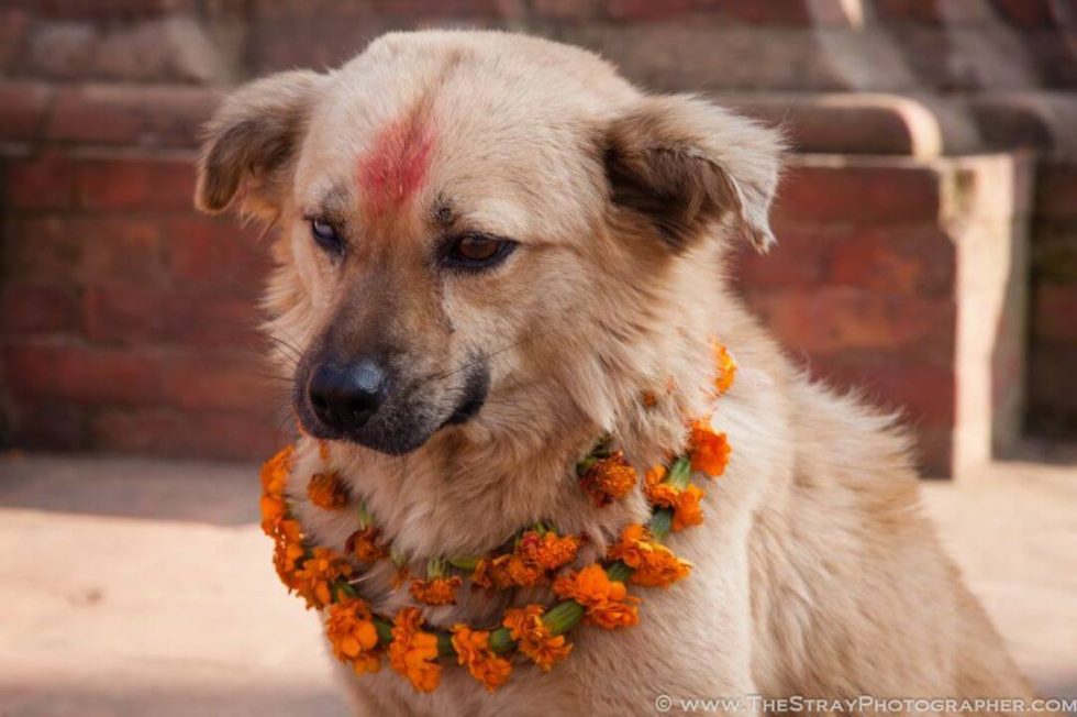 Kukur Tihar (Kukur Puja) the Nepalese Festival that Celebrates Dogs