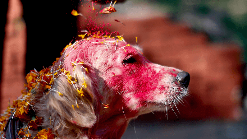 Kukur Tihar (Kukur Puja): the Nepalese Festival that Celebrates Dogs